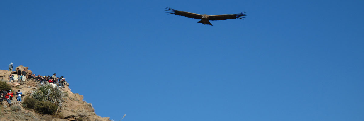 Tour ao Cânion de Colca (Arequipa) e Lago Titicaca (Puno) en Arequipa