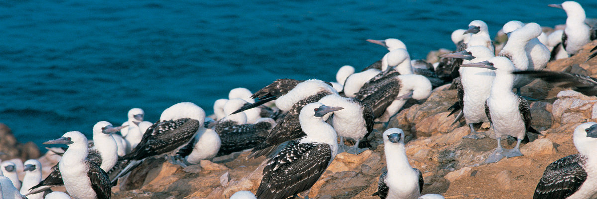 Tour pela Reserva Nacional de Paracas en Nazca