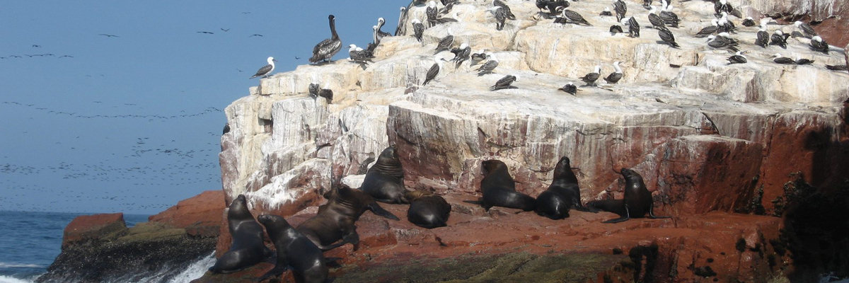 Tour pelas Ilhas Ballestas en Nazca