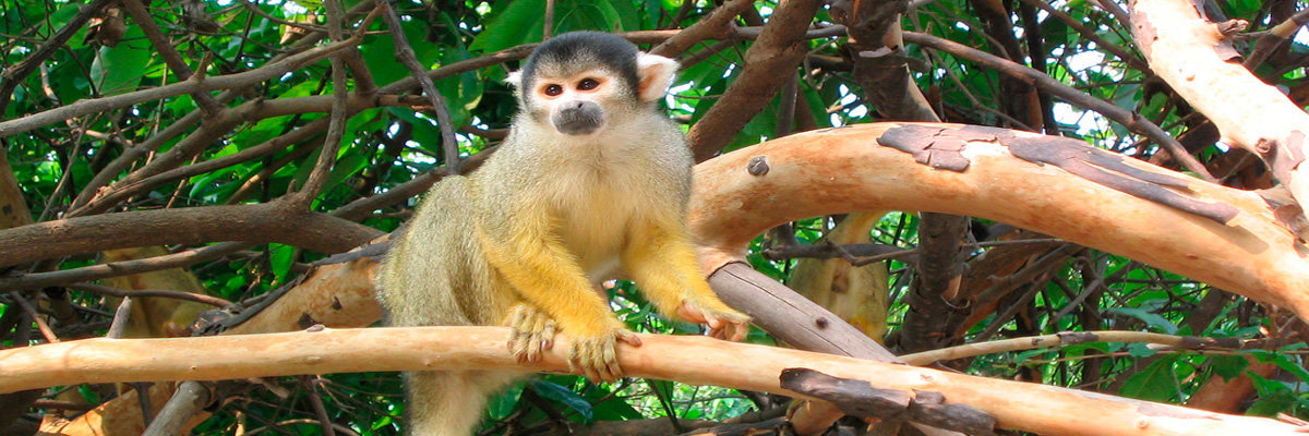 Tour a Rurrenabaque e Pampas en La Paz