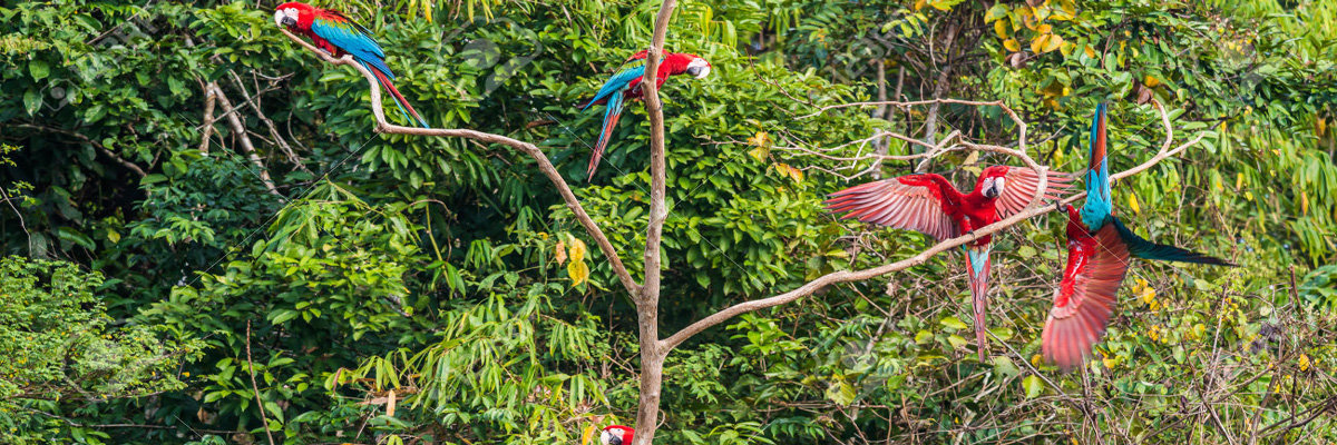 Tour pela Selva Fascinante - 3 dias en Manu