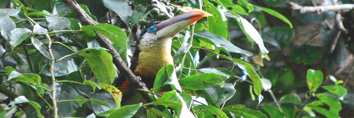 Excursão pela Reserva Nacional de Manu en Manu