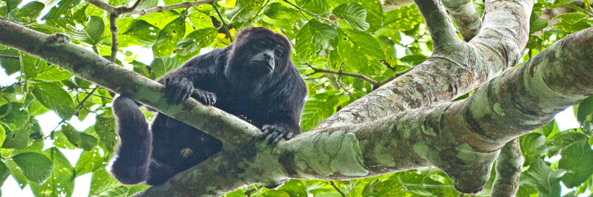 Natureza e Cultura en Manu