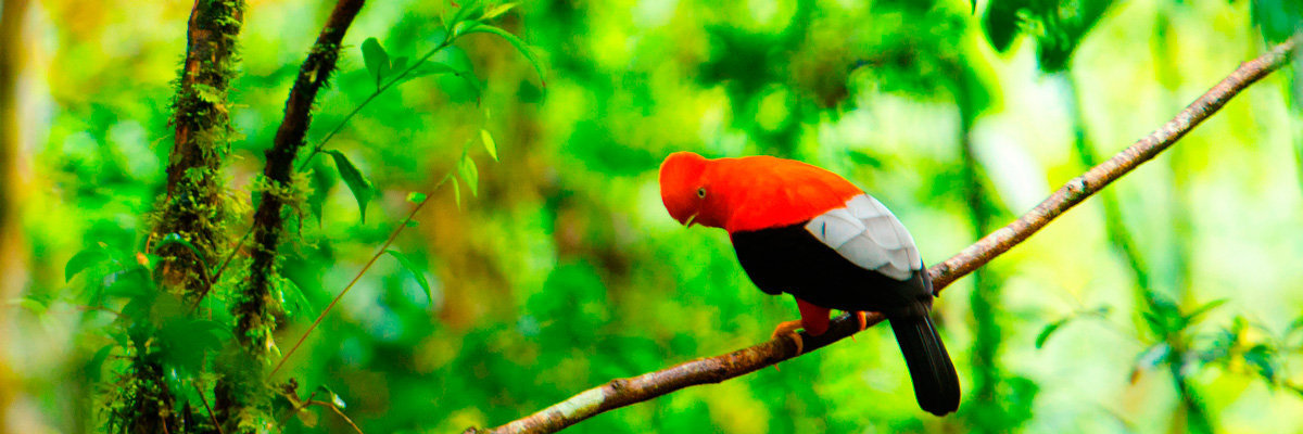 Natureza e Cultura en Manu