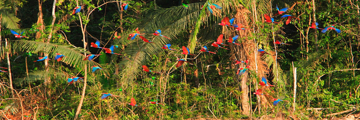 Eco Aventuras em Tambopata - 4 dias en Tambopata