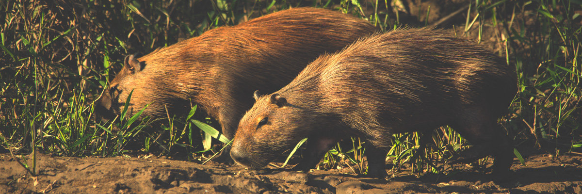 Eco Aventuras em 1 dia en Tambopata