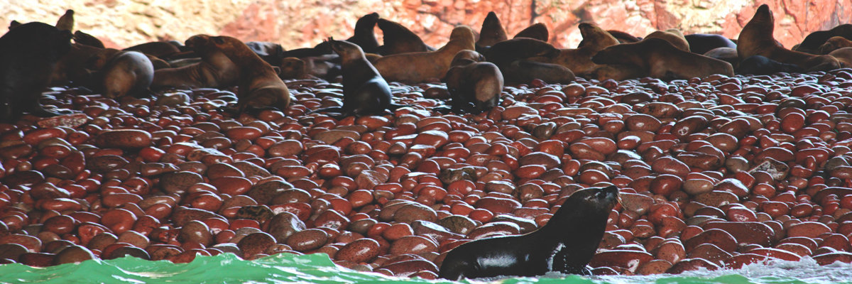 Ballestas Islands en Ica