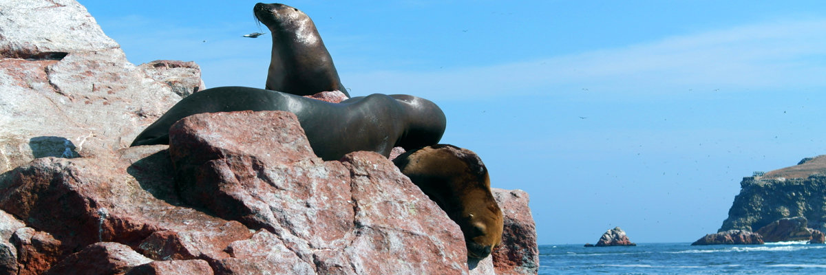 Ballestas Islands en Ica