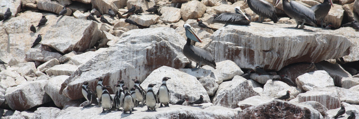 Ballestas Islands en Ica