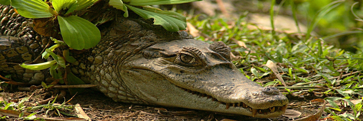Piranha en Iquitos