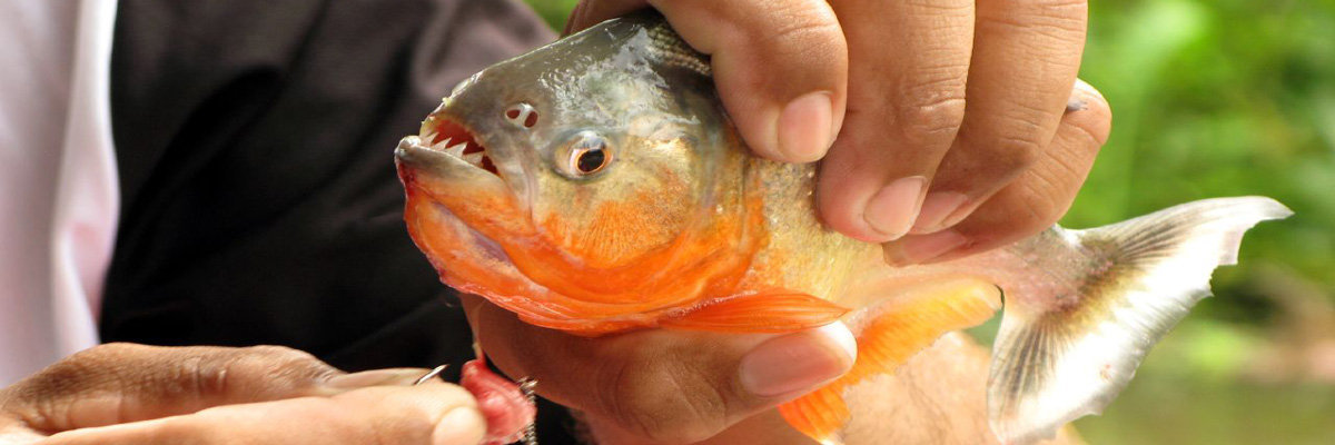 Piranha en Iquitos