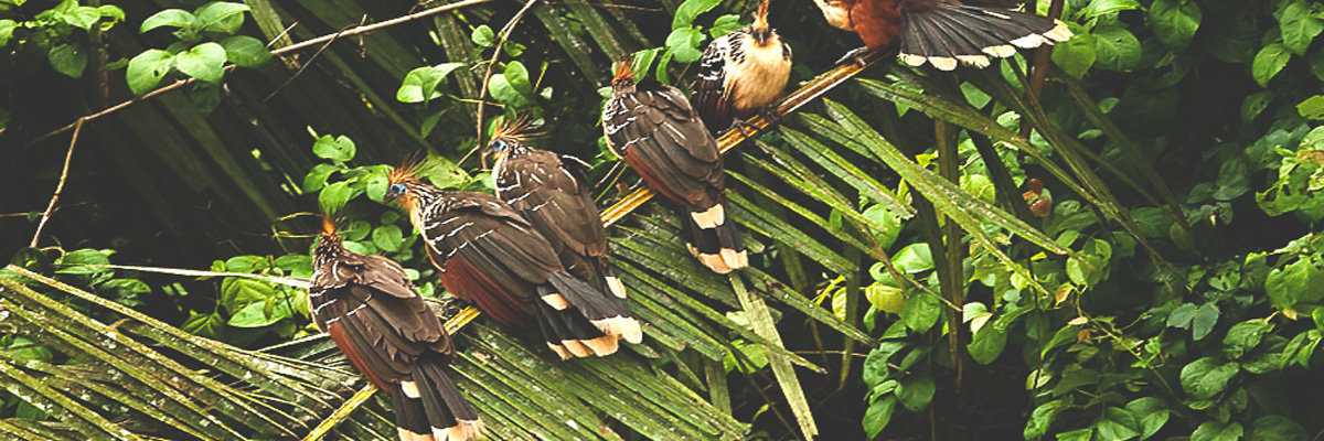 Ecoaventuras 2 Días  en Tambopata