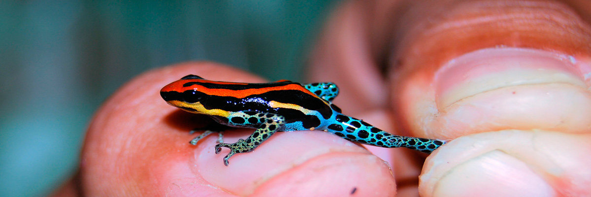 Tour Tucan 3d / 2n en Iquitos