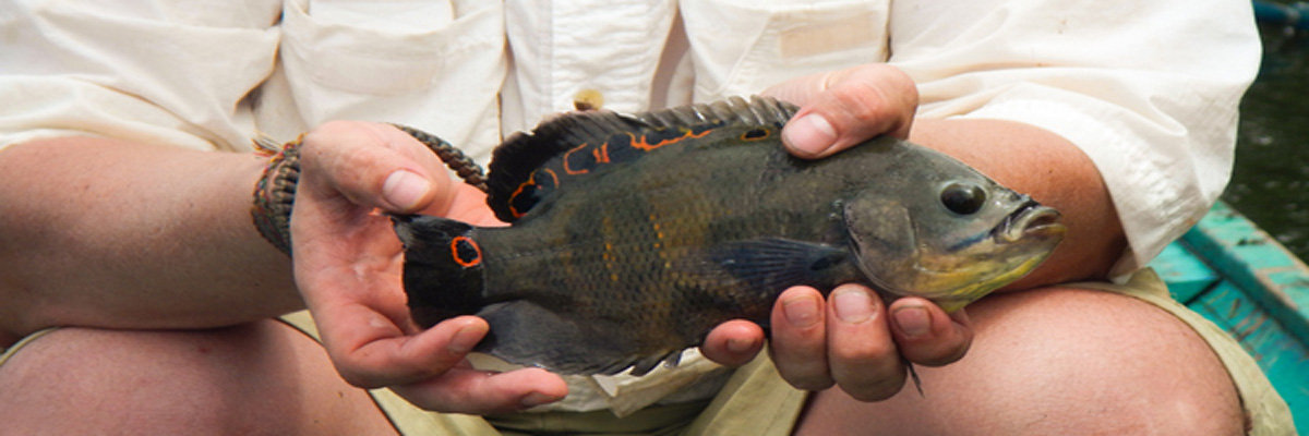 Tour Delfin 2d /1n en Iquitos