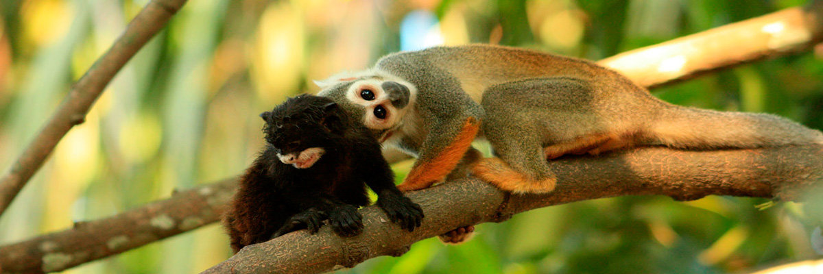 Tour Delfin 2d /1n en Iquitos