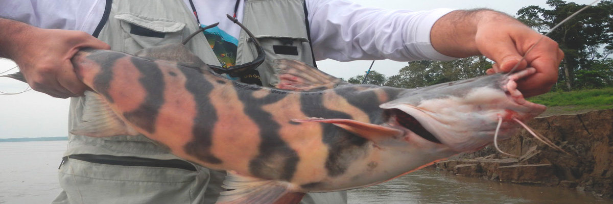 Tour Papagayo 4d / 3n en Iquitos