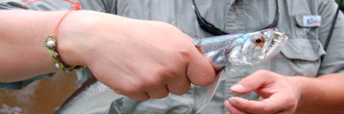 Tour Iguana 5D / 4N en Iquitos