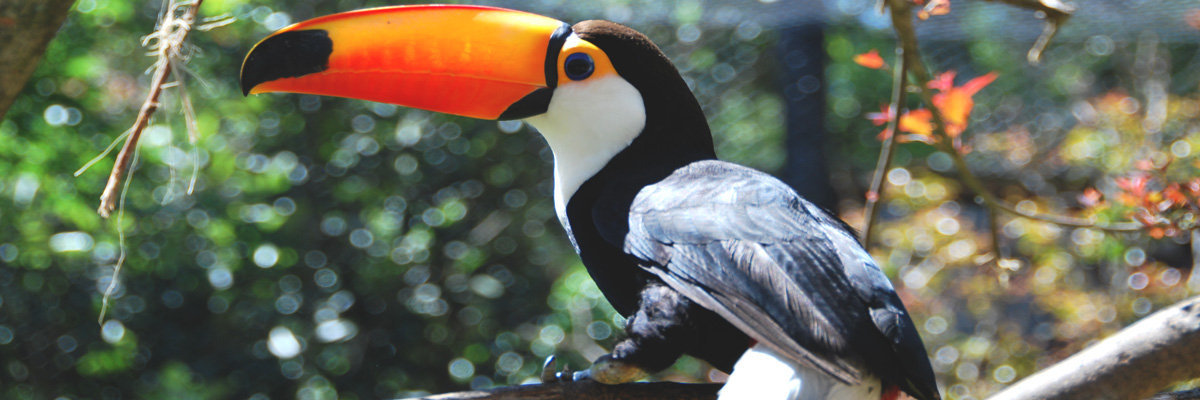 Tour Iguana 5D / 4N en Iquitos