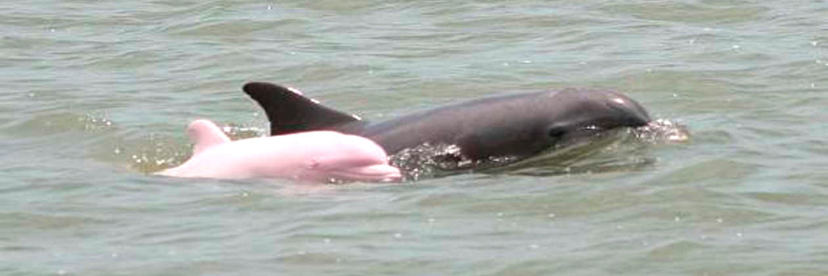 Tour Iguana 5D / 4N en Iquitos