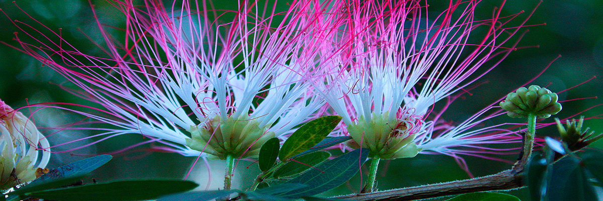 Tour Piraña - 2 días en Iquitos