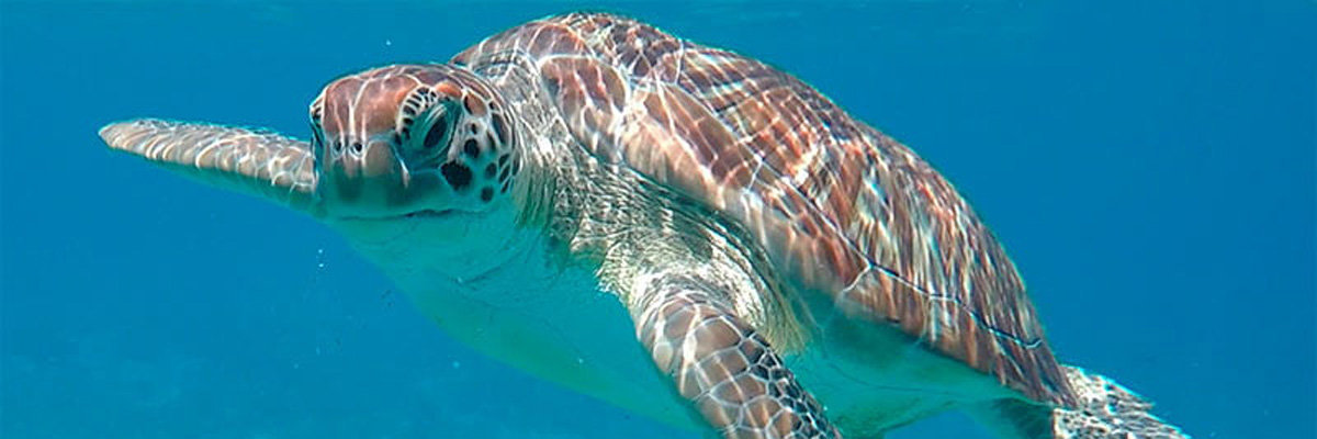 Swimming with turtles in Mancora - Piura en Piura 