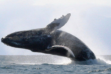 Whale watching in Máncora